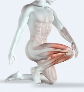 human body knee